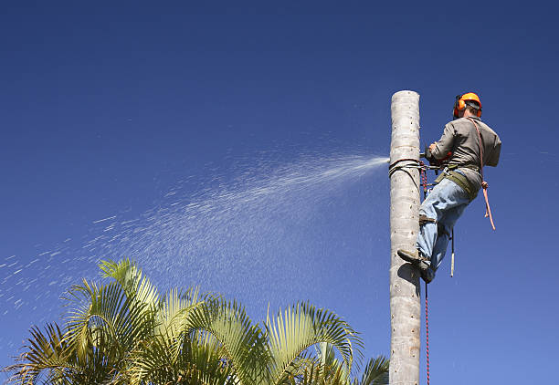 Best Commercial Tree Removal  in Mason City, IA