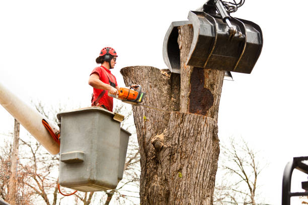  Mason City, IA Tree Removal Services Pros